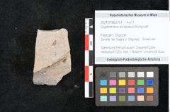 Foto (Objekt + Etikett) von Glyptostrobus europaeus Brongniart (NHMW-GEO-2024-0188-6761)